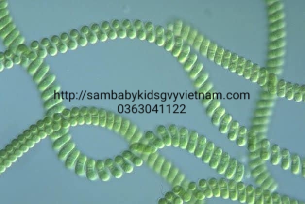 Tái sinh da siêu vi tảo green vita skin recovery kis22